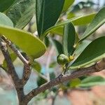 Suregada multiflora Fruto