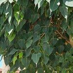 Ficus religiosa Folha