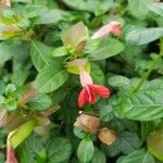 Barleria repens Flor