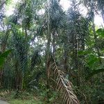 Attalea maripa Leaf