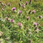 Cirsium vulgareBlüte