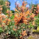 Agastache rupestris Flower