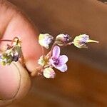 Erodium cicutarium Blomst