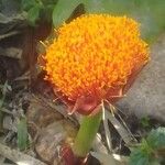 Scadoxus puniceus Lorea