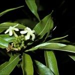 Tabernaemontana persicariifolia Flower