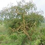 Commiphora baluensis Habitus