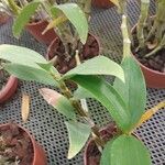 Dendrobium thyrsiflorum Hoja