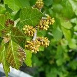 Rhus aromatica Цвят