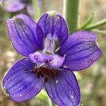 Delphinium staphisagria Blüte