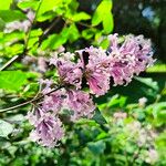 Syringa villosa Blüte