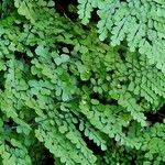 Adiantum venustum Folha