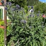 Echinops bannaticusFlor