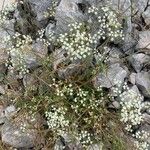 Ptychotis saxifraga Flower