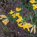 Lotus corniculatus Virág