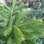 Abies cephalonica Folha