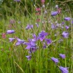 Campanula patula Flower