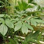 Amorphophallus titanum Folla