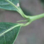 Faramea occidentalis Leaf