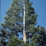 Abies concolor Costuma