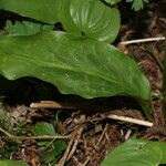 Erythronium revolutum Blatt