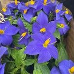 Exacum trinervium Blüte
