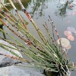 Equisetum fluviatileLeht