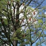 Taxodium distichum Blatt