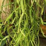 Rhipsalis micrantha Habit