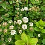 Spiraea chamaedryfolia Flors