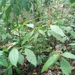 Miconia nervosa ফুল