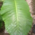 Coccoloba caracasana Hoja