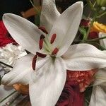 Lilium candidumCvet