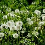 Taraxacum rubicundum Mbuma
