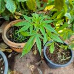 Cannabis sativaFolha