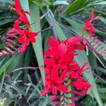 Crocosmia aurea Φύλλο