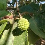 Guazuma ulmifolia Fruit