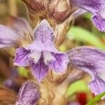 Orobanche nana Кветка