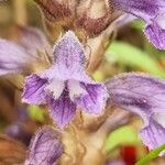 Orobanche nana Flower