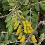 Sophora tomentosa Květ