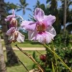 Papilionanthe teres Flower