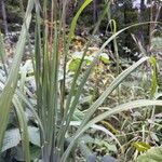 Andropogon gerardi Leaf