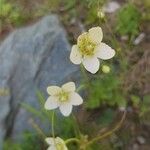 Parnassia palustrisFlower