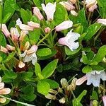 Rhododendron hirsutum Lehti