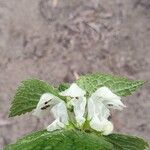 Lamium albumKukka