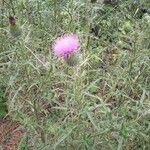 Cirsium vulgareFlower