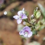 Veronica catenata Flor