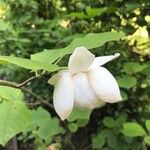 Magnolia sieboldii Квітка