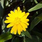 Calendula arvensis Квітка