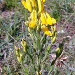 Genista tinctoriaKwiat