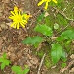 Hieracium murorum L., Wald-, Mauer-HabichtskrautFlor